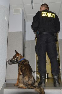 Policyjne psy z przewodnikami.