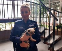 Policjantka trzyma na rękach znalezionego małego pieska.