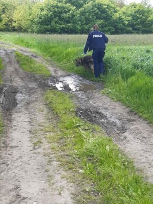 umundurowana policjantka prowadzi psa tropiącego, idą drogą leśną w stronę lasu