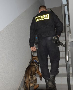 Umundurowany policjant idzie po schodach w górę po jego lewej stronie przy nodze idzie pies służbowy.