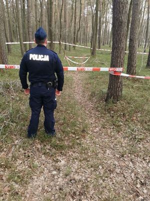 Policjant odwrócony tyłem stoi w środku lasu przy odgrodzonej części biało czerwoną taśmą z napisem policja.