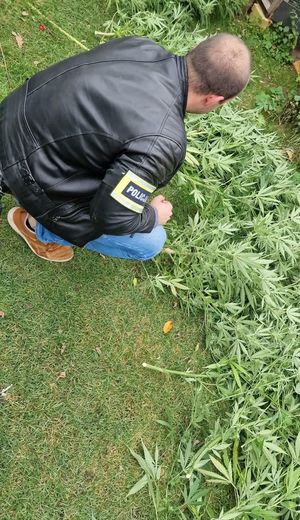 Policjant kuca przy ściętych roślinach.