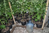 Nielegalna plantacja krzaków, z których produkuje się marihuanę