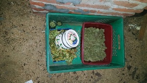 wysuszone ziele konopi, marihuana zeskładowana w skrzyni