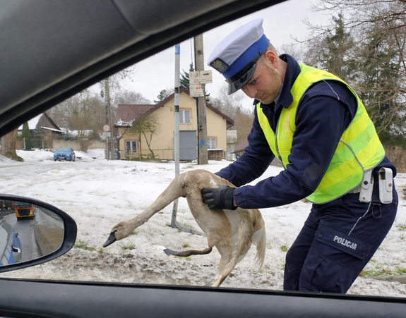 policjant przenosi łabędzia