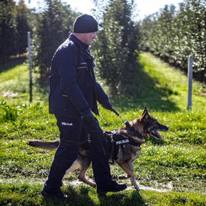 policjant idący z psem służbowym