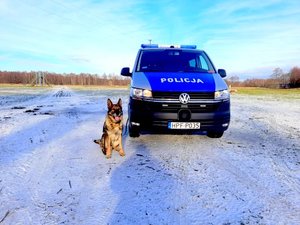 Pies siedzący obok radiowozu.