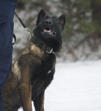 Owczarek belgijski - policyjny pies służbowy wykonujący polecenia swojego przewodnika
