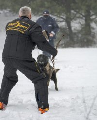 Owczarek belgijski - policyjny pies służbowy wykonujący polecenia swojego przewodnika -atakuje tzw. pozoranta