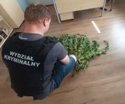 w pomieszczeniu służbowym policjant ubrany w kamizelkę z napisem Wydział Kryminalny pochyla się na zabezpieczonymi krzewami konopii