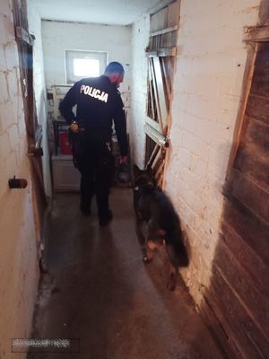 Na korytarzu piwnicy bloku umundurowany policjant z psem.