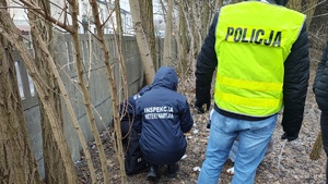Czynności na miejscu znalezienia truchła psa, stoi nieumundurowany policjant w kamizelce odblaskowej, przy betonowym ogrodzeniu pochylają się dwie kobiet ubrane w kurtki z napisem Inspekcja Weterynaryjna.