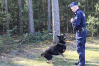 Pies siedzi z lewej strony zdjęcia, obok niego po prawej stronie stoi policjant. Pies patry na swojego opiekuna.