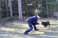 Z lewej strony zdjęcia policjant w schylonej pozycji za sznurek trzyma zabawkę - piłkę, drugą część w pysku - piłkę koloru żółtego trzyma pies.