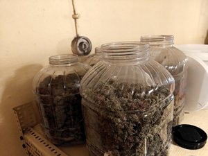 Słoje z suszem roślinnym stoją na półce.