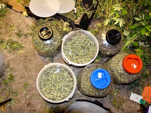 Zabezpieczone środki odurzające w słoikach.