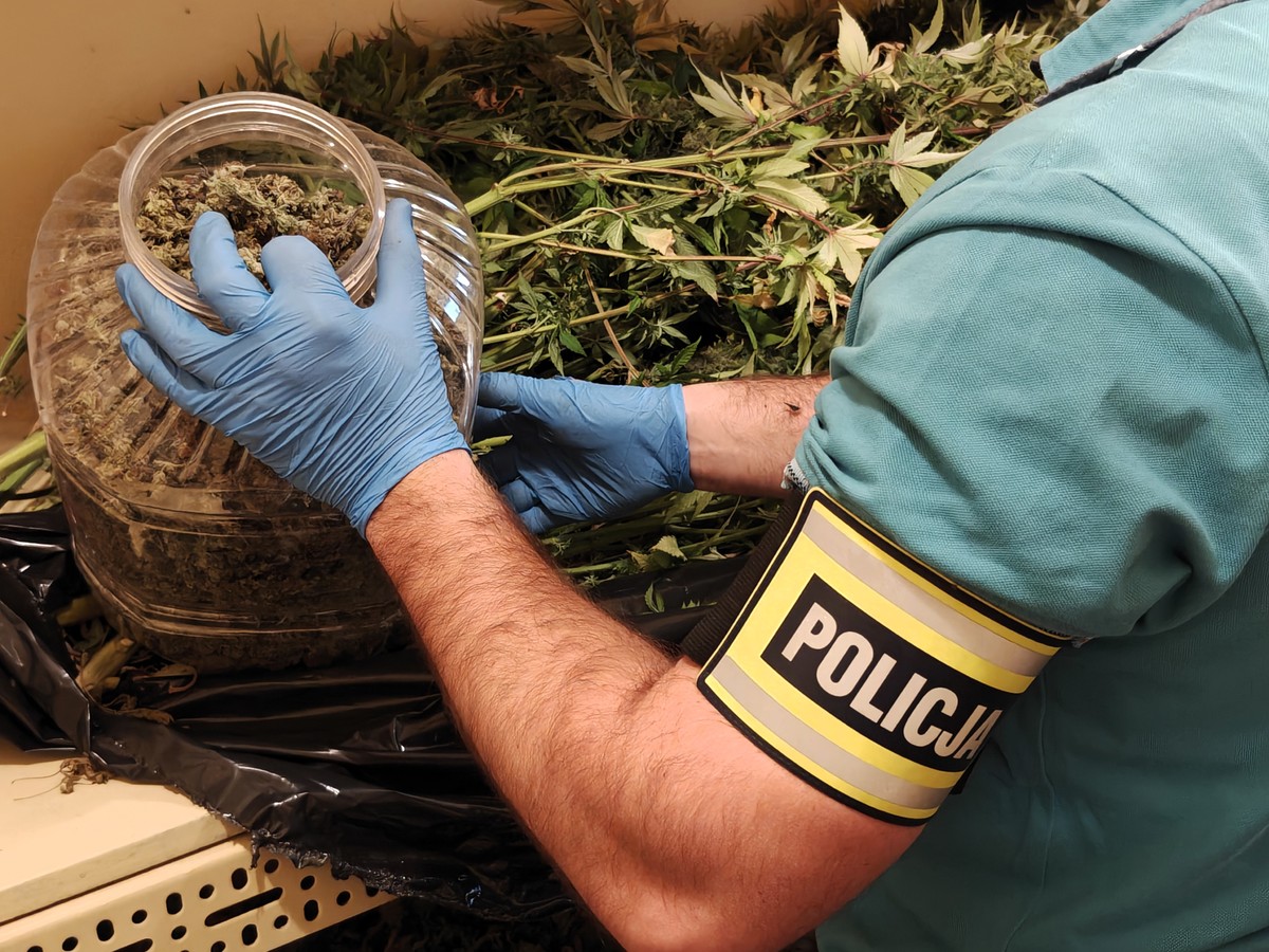 Policjanci zlikwidowali nielegalną plantację i przejęli 30 kilogramów narkotyków