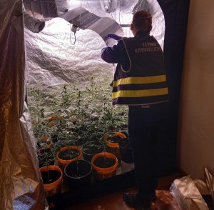 policyjny technik kryminalistyki w jednym z namiotów, w którym znajdują się doniczki z sadzonkami marihuany.