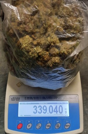 na wadze torba z suszem marihuany.