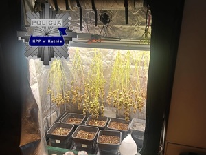 zabezpieczone przez policjantów krzaki konopi.