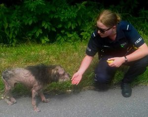 policjantka z błąkającym się psem.