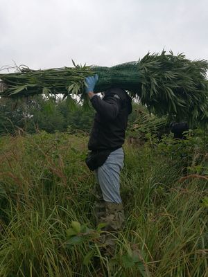 łąka porośnięta wysoką trawą w oddali las. mężczyzna  na ramieniu stoi trzyma wyrwane krzaki konopi indyjskiej