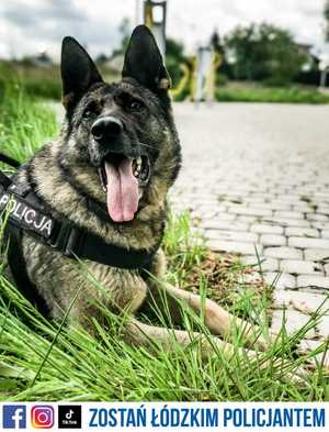 policyjny pies służbowy w pozycji leżącej, ma założone szelki policyjne z napisem policja, zdjęcie zrobione w plenerze. Pod zdjęciem napis o treści Zostań Łódzkim Policjantem.
