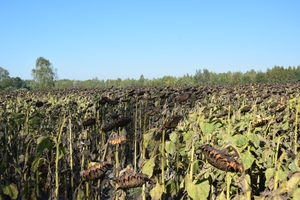 pole z uprawą słoneczników.