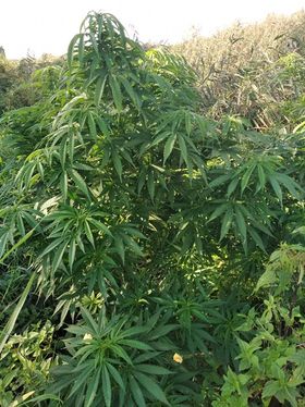 krzewy konopi indyjskich