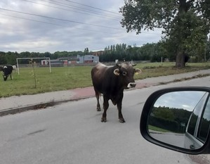 Byk krowy stoi przy radiowozie, zdjęcie robione z okna samochodu, po prawej stronie widać lusterko wsteczne pojazdu.