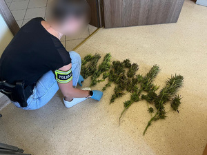 Nieumundurowana policjantka układająca na podłodze zabezpieczone krzaki konopi indyjskiej.