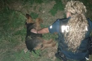 Policjantka trzyma rannego psa, który leży na trawie po lewej stronie