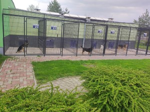 schronisko na łąwce leżą smycze i obroże, obok stoją polcijanci i pracownik schroniska, widać też pieska w kojcu orz pozostałe psy w kojcach